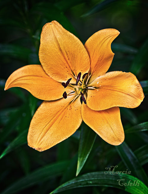 ASIATIC LILY_0240.jpg
