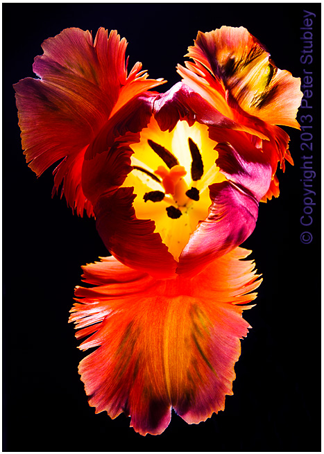 Fire tulip.