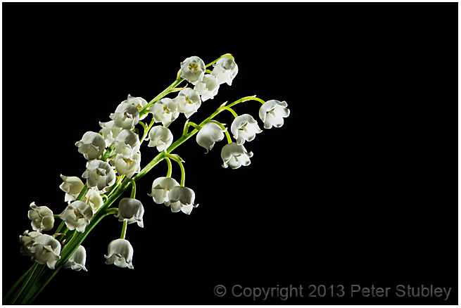 Lily of the valley.