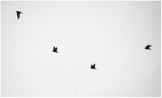 Time-lapse swallows.