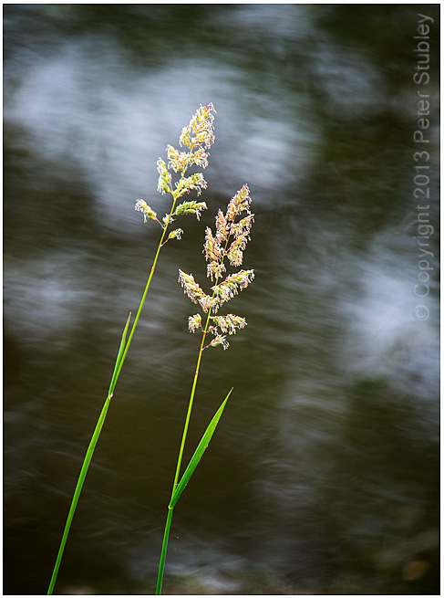 Grass light.