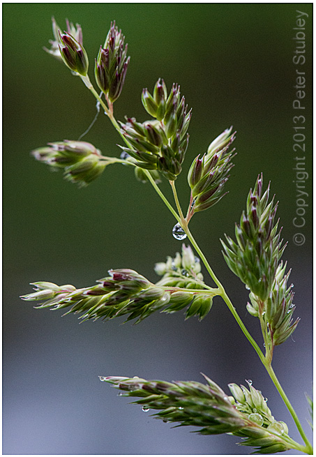 Going to seed.