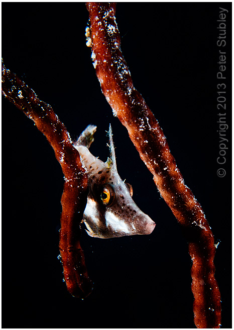 Slender filefish.