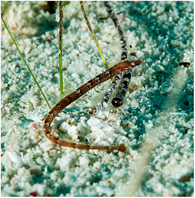 Pipefish.