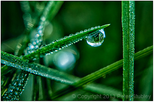 Morning dew.