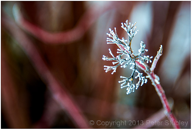 Hoar frost.