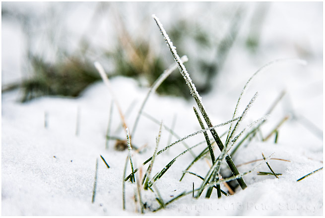 Frosty grass.