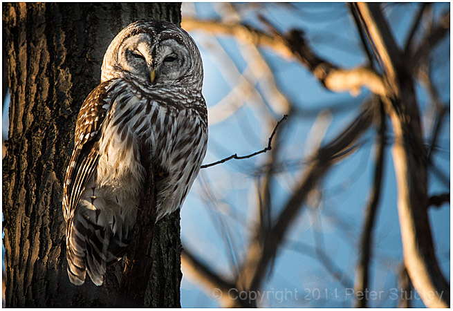 Barred owl.