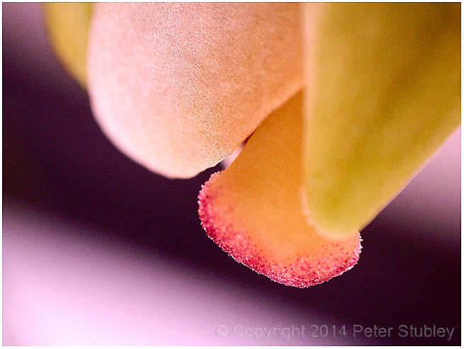 Opening lily.