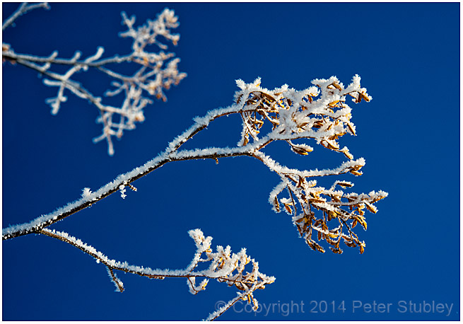 Hoar frost and sky.