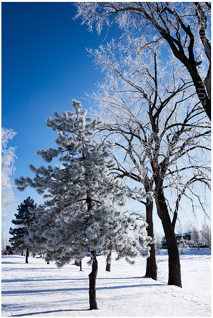 Christmas tree?