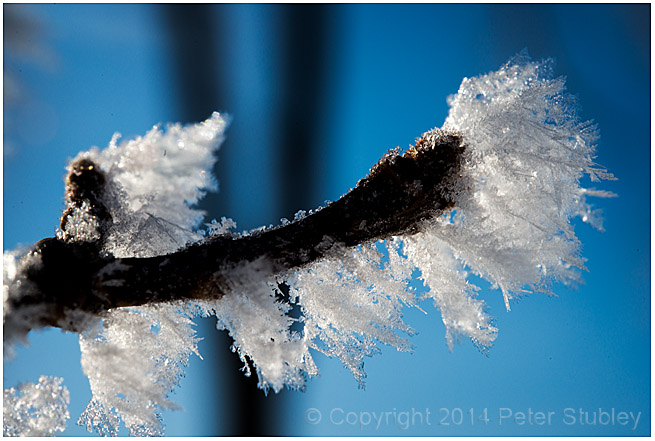 Fuzzy branch.