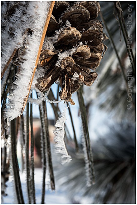 Hoar frost pine cone.