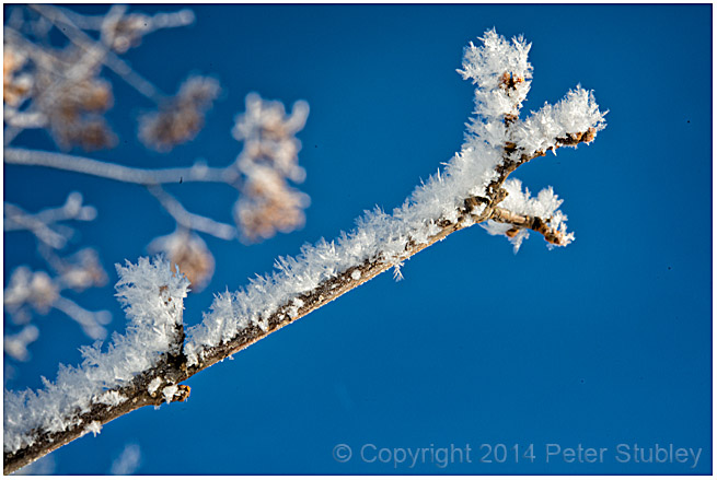 Frosty branch.