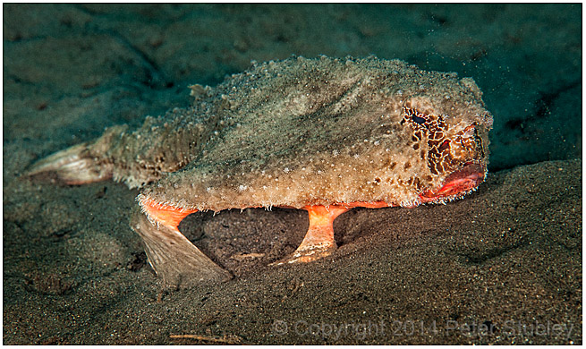 Polka-dot batfish.