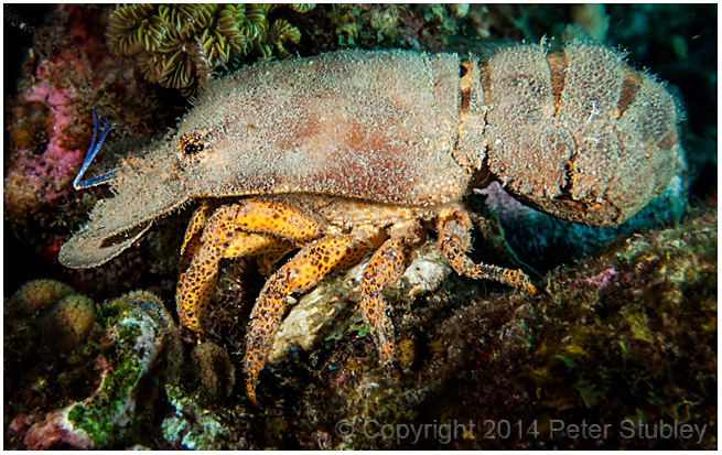 Spanish lobster (slipper lobster).