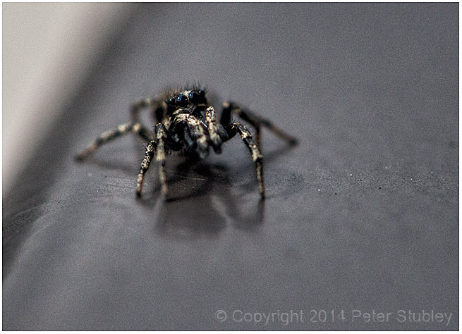 Jumping spider.