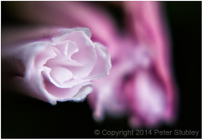 Unfurling.