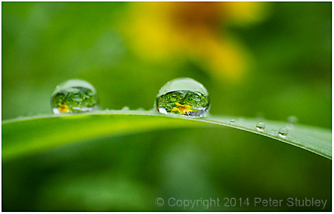 Dandelion dew.