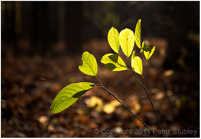 Last leaves.