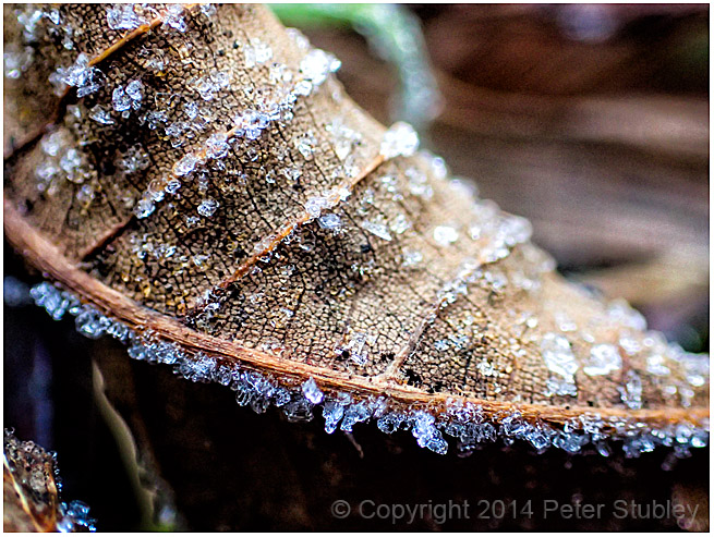 Leaf crystals.