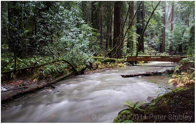 More Muir Woods.