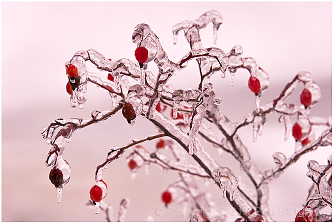 Freezing rain berry preserves.