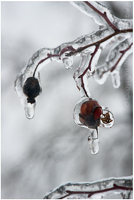 Iced berries.