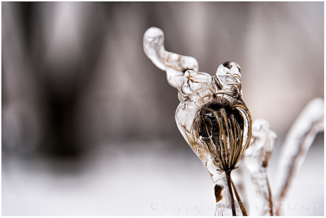 Crystal tufts.