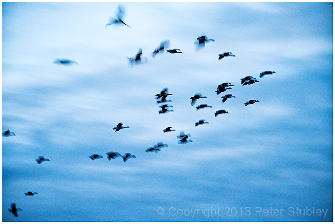 Flock in flight.