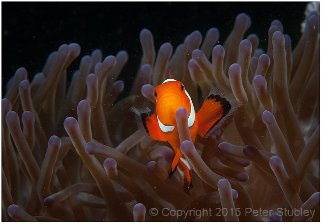 Clown fish.