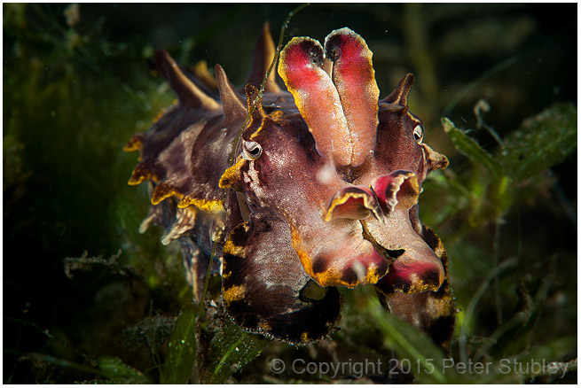Flamboyant cuttlefish,