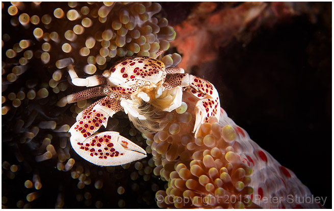 Porcelain crab on the edge of an anemone.