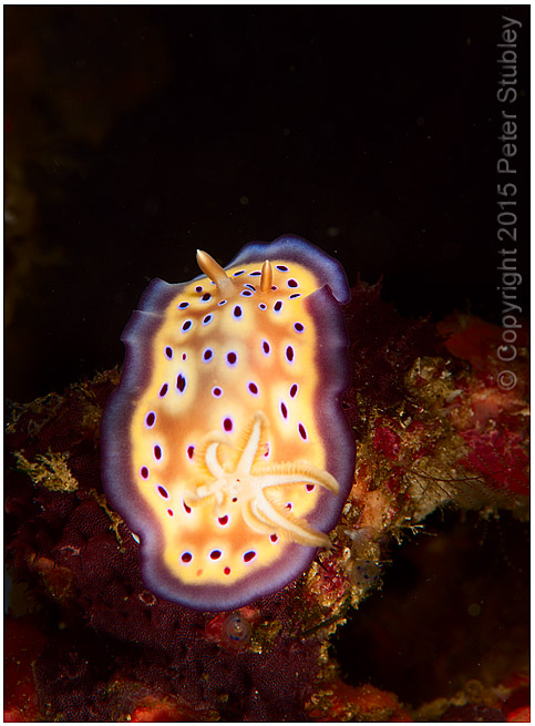 Goniobranchus kuniei (nudibranch).