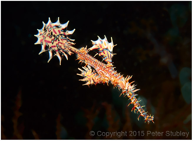 Ornate ghost pipefish.