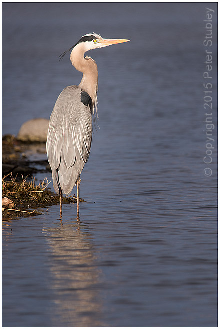 Morning heron.
