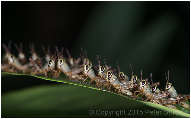 Patience, grasshopper.