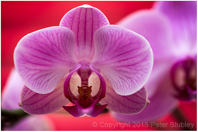 Orchid.