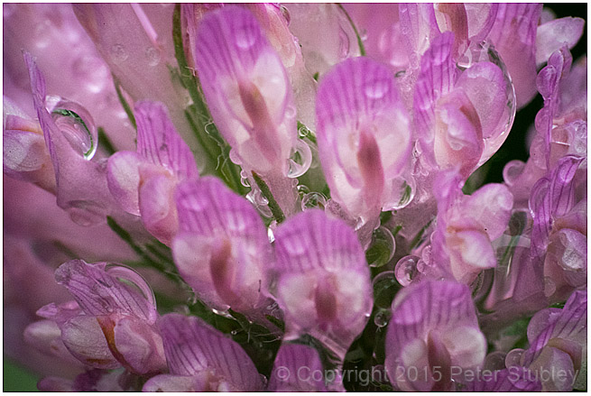 Wet clover.