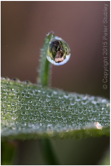 Dew.