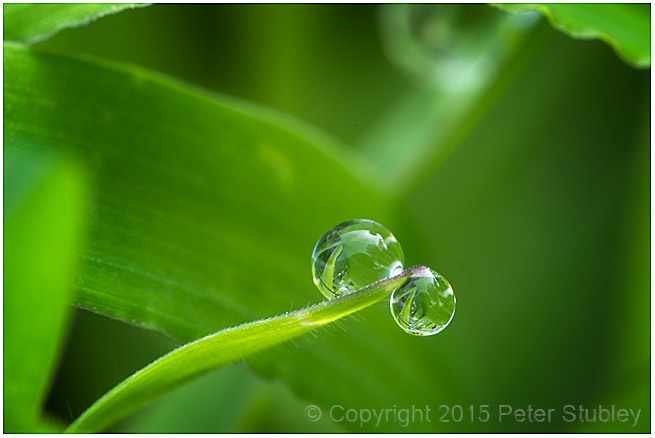 Double dew.