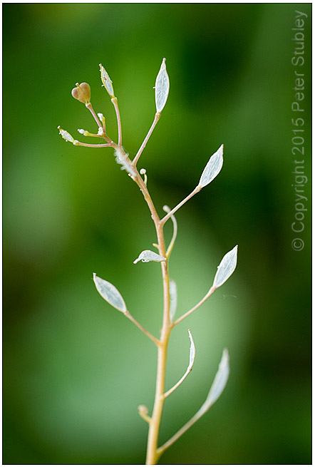 Just a little weed.