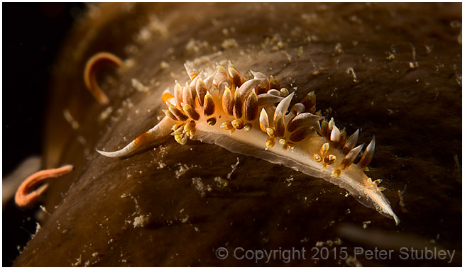 Nudibranch.