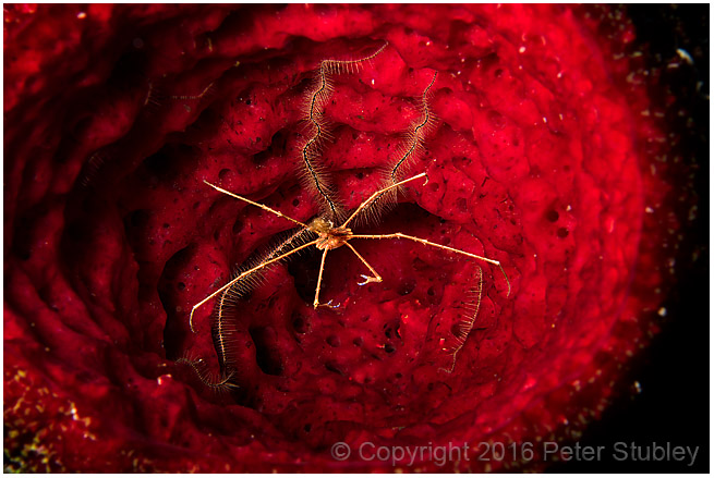 Arrow crab and brittle star fish in vase sponge.