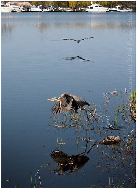 Herons.