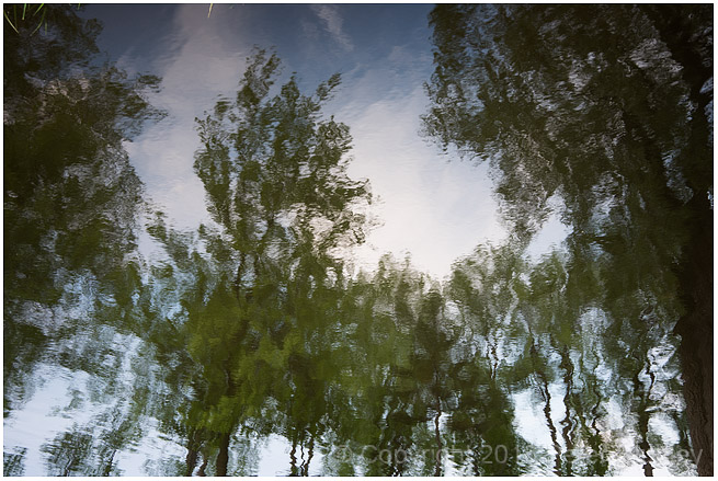 More reflected trees and evening sky.