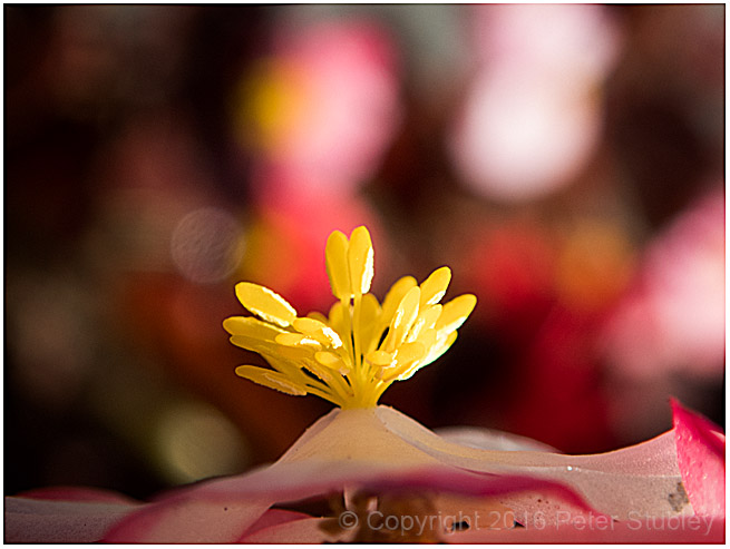 Little flower, big colour.