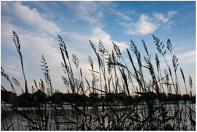 Evening silhouettes.