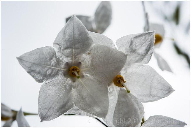 White on white.