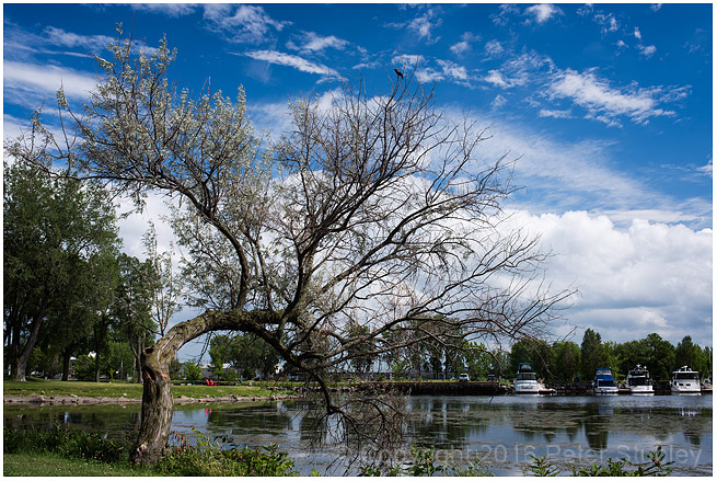 Dead tree standing.